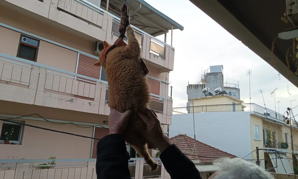 Γάτος κρεμόταν από μπαλκόνι πολυκατοικίας στο Αγρίνιο – Σώθηκε με τη βοήθεια περαστικών